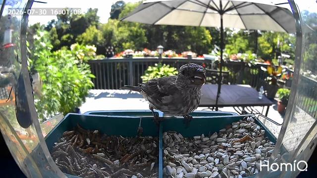 @Backyardbirdz