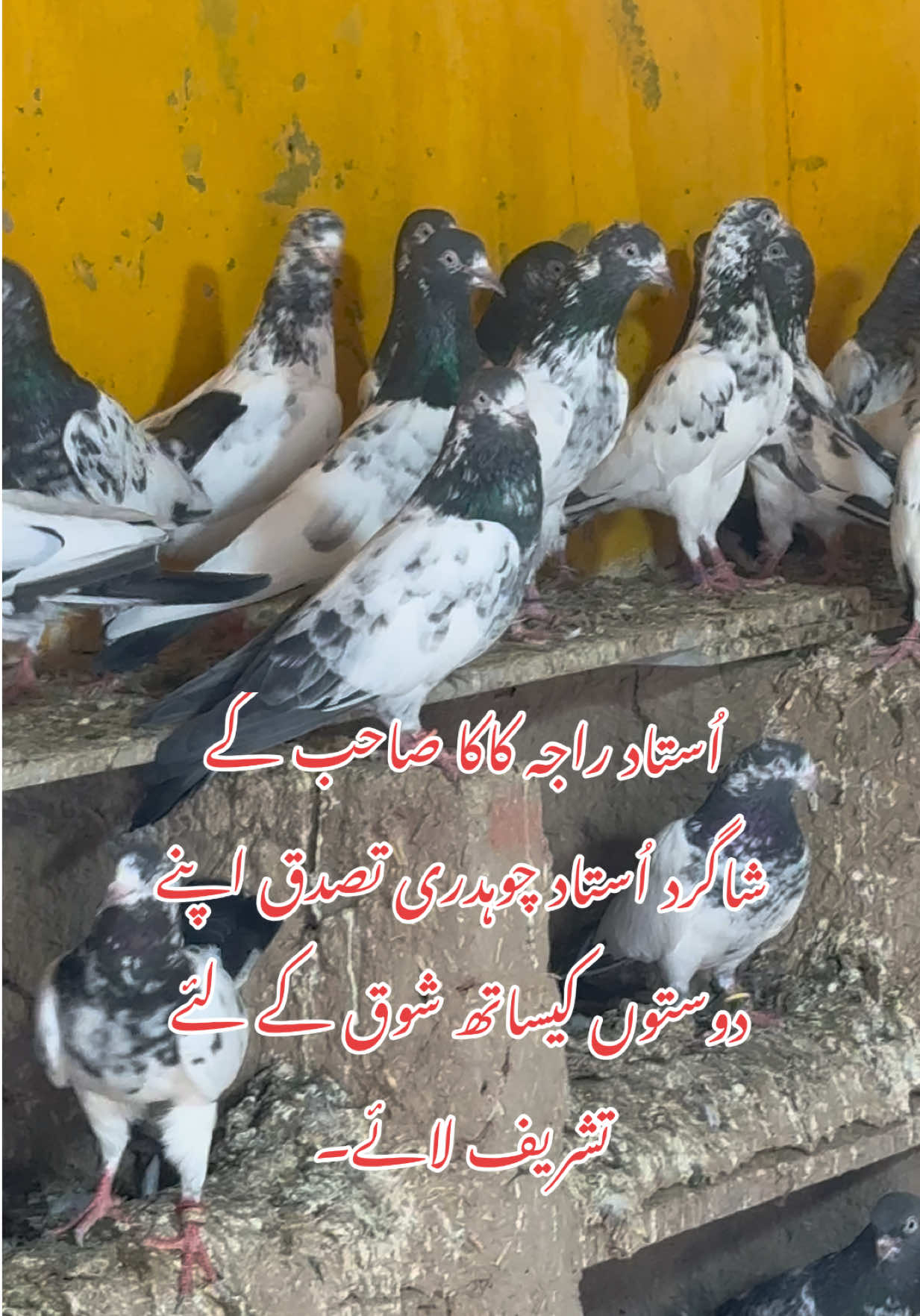 @Aero Pigeons Club