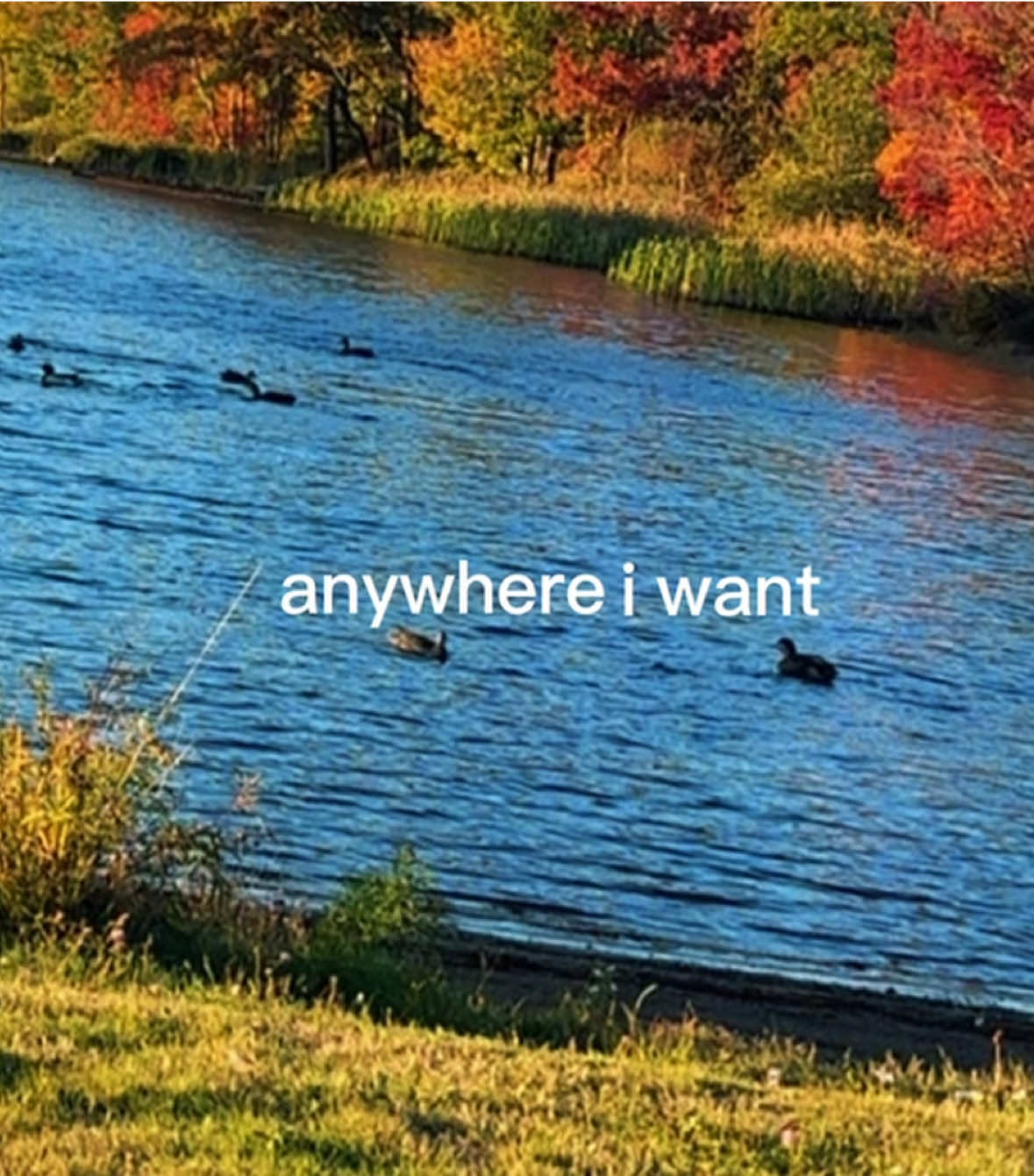 @Selena ⋆౨ৎ˚⟡˖ ࣪| 🇨🇦