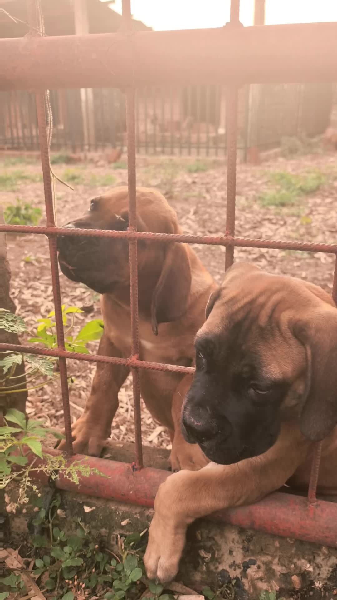 @Irie Boerboels Sn