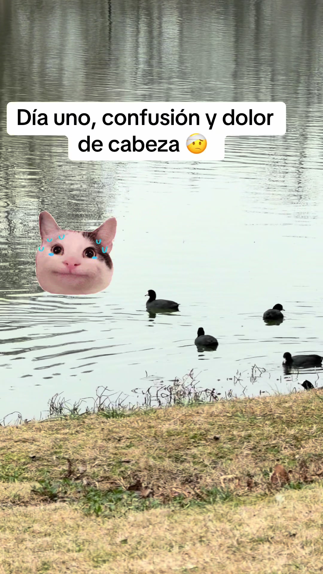 @Cynthia Angelica