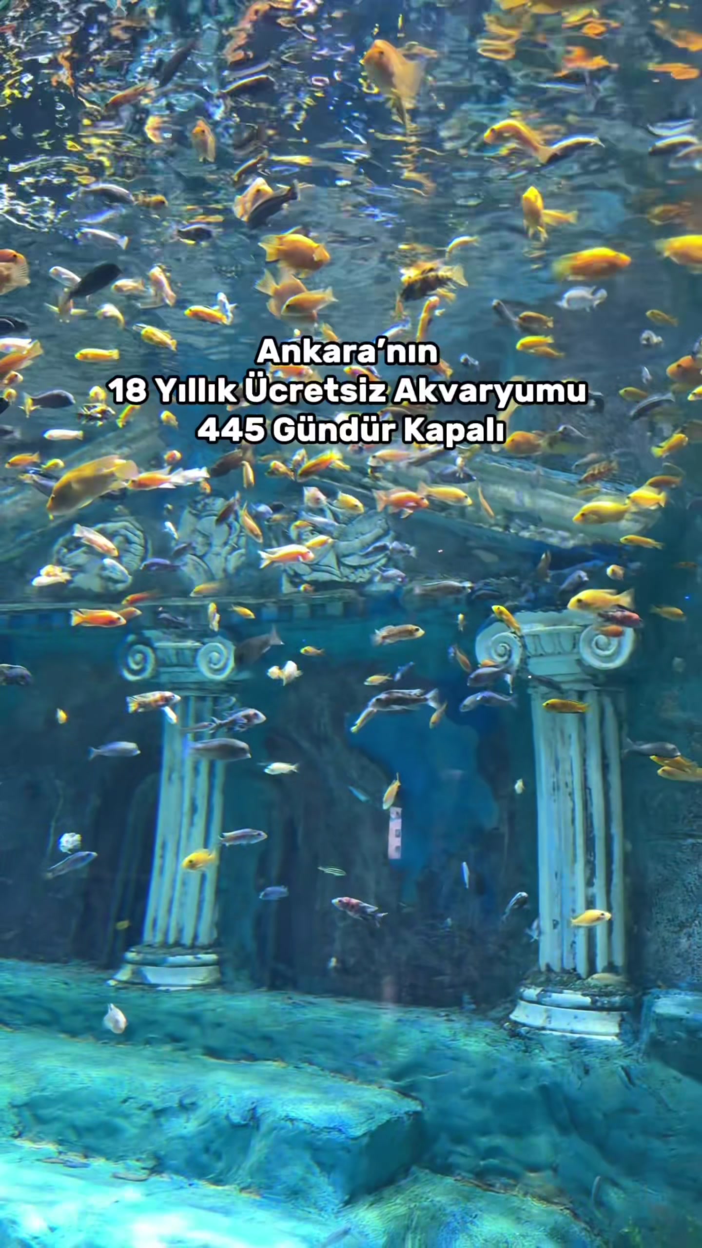 @ankaradagidilir