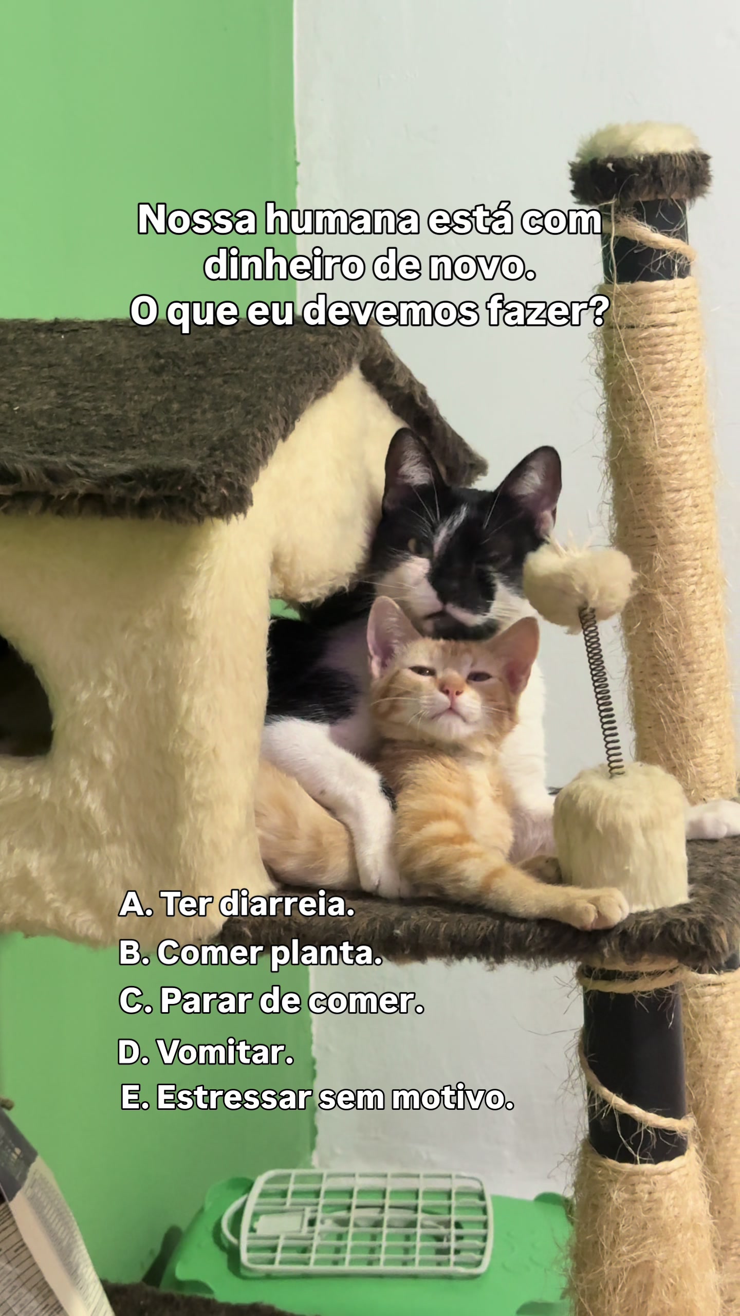 @loheseuspets