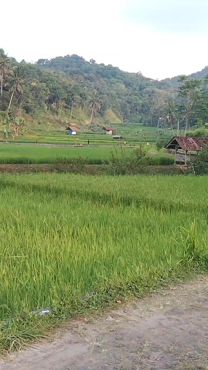 @Risa Sansan