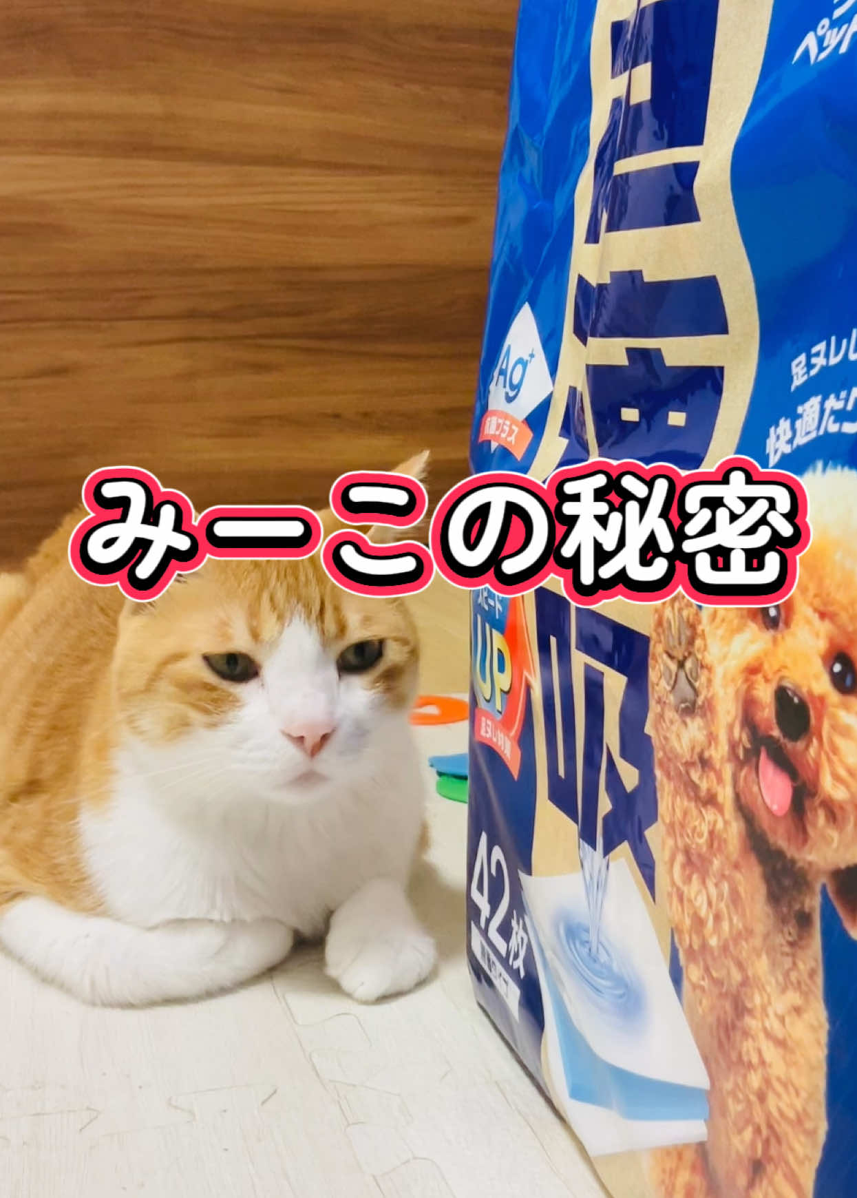 @みーこchannel