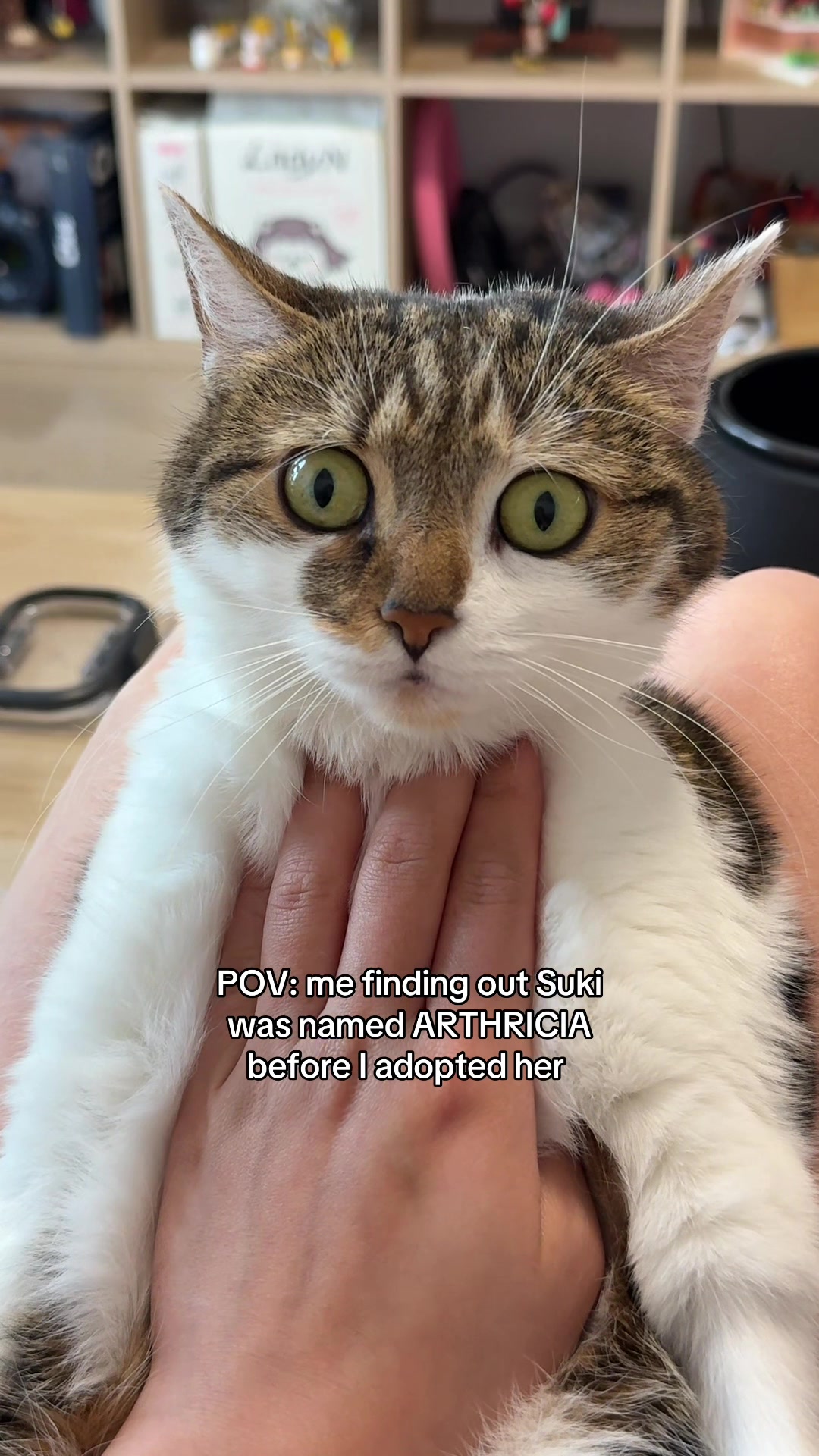 @Suki Purrs