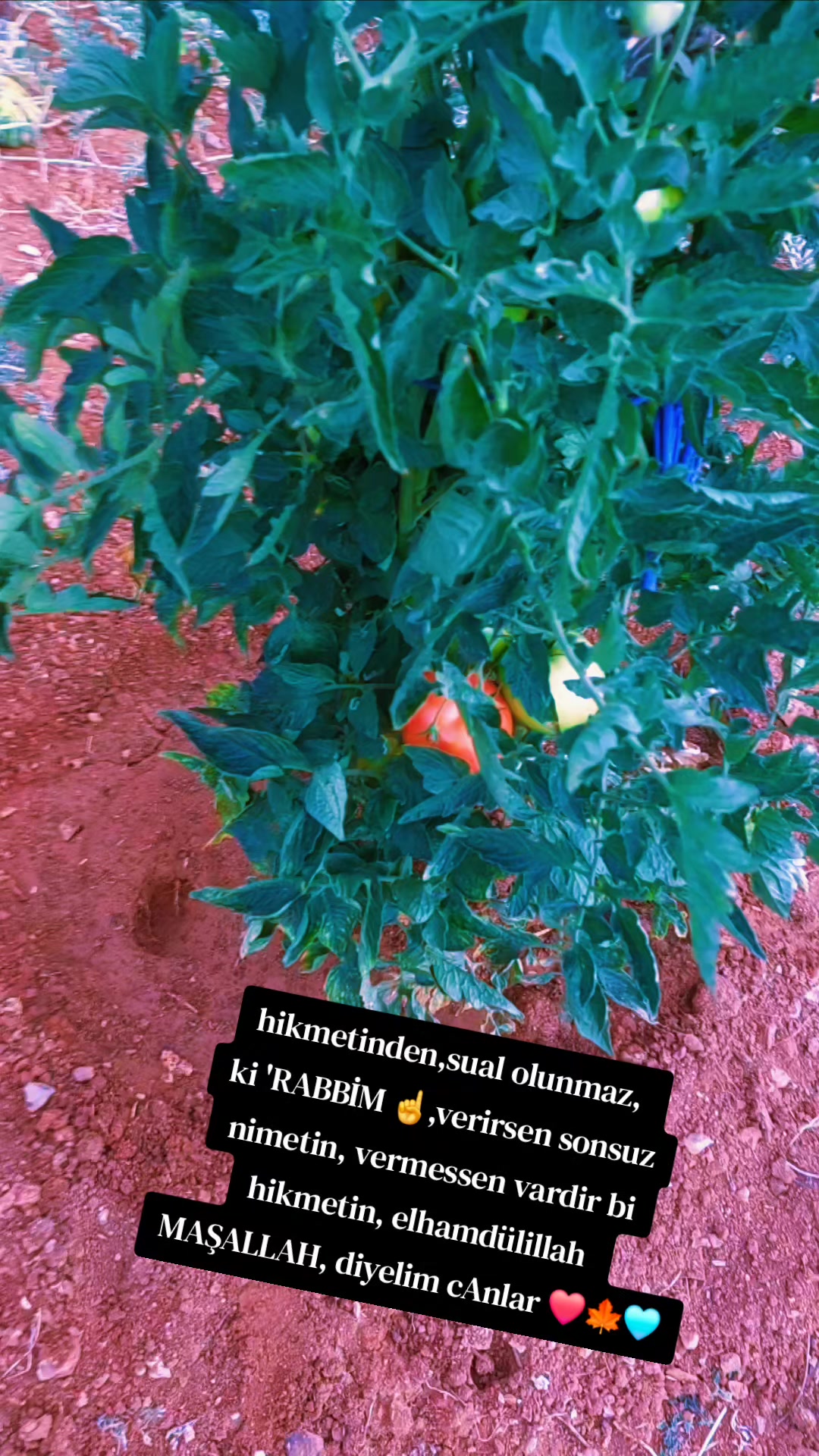 @Yusuf Gün493