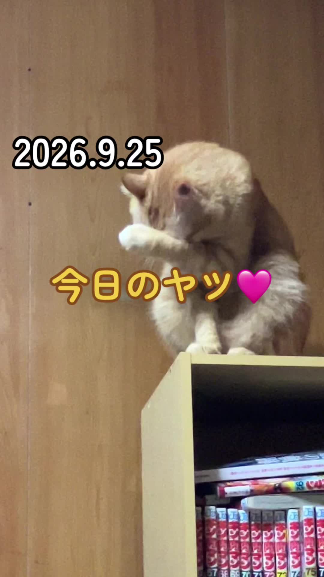 @茶トラ商店