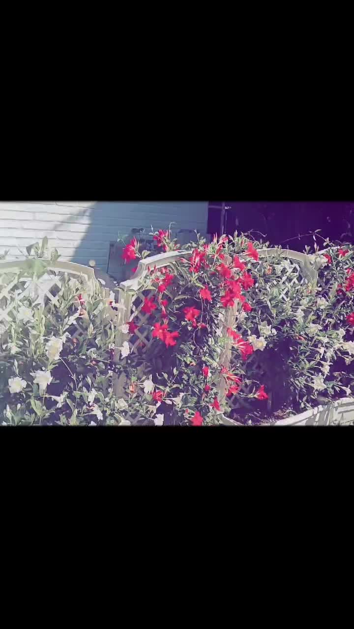 @nenitareyes😃🥰🥰🥰🥰🥰🥰🥰🥰