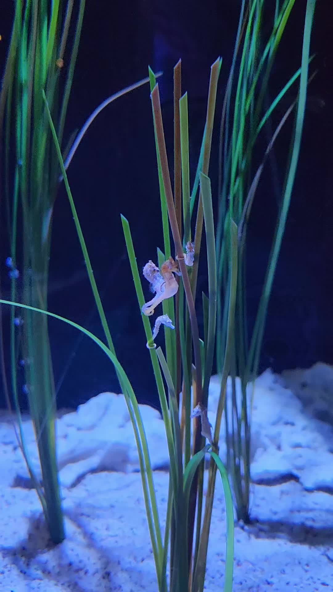 @Cuttle Aquarist