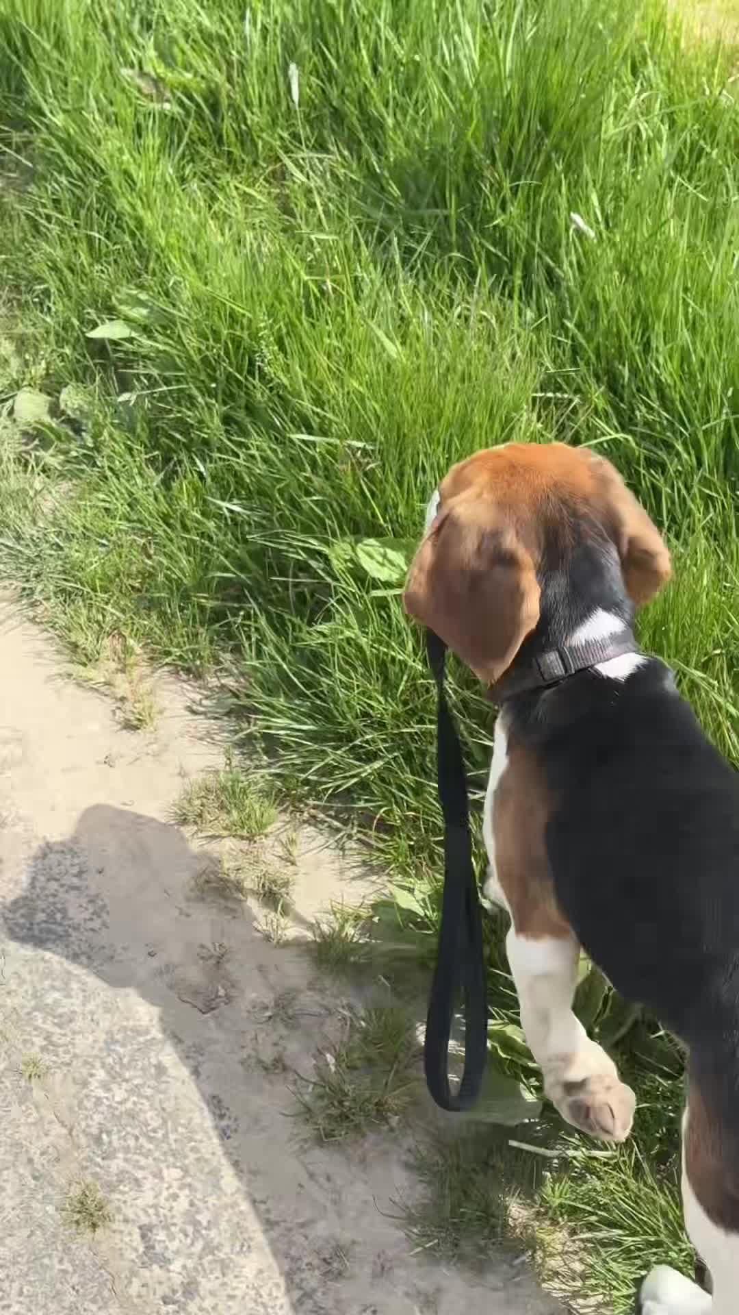 @Asko le Beagle💙
