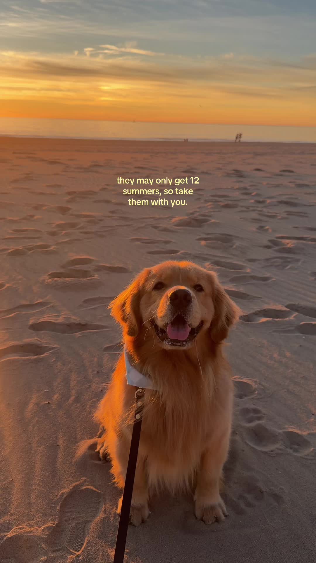 @Zebby The Golden Retriever