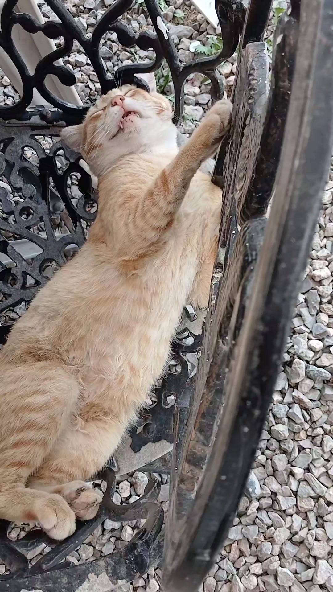 @Félix el gato