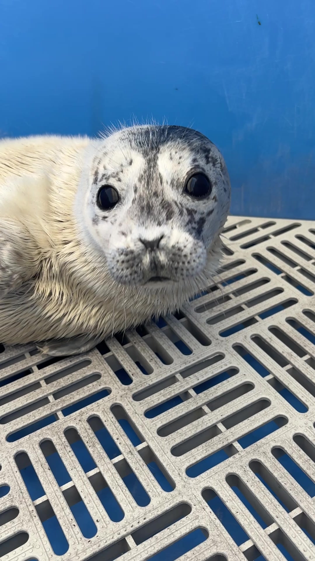 @Marine Mammal Rescue Society