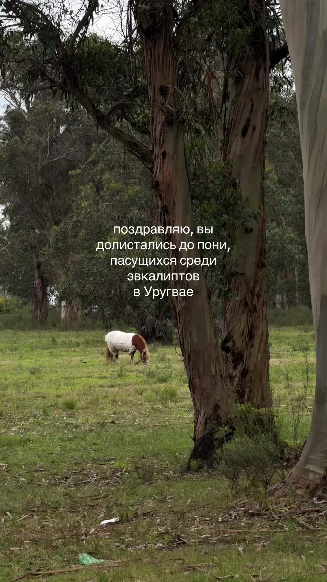 @диджитал бомж