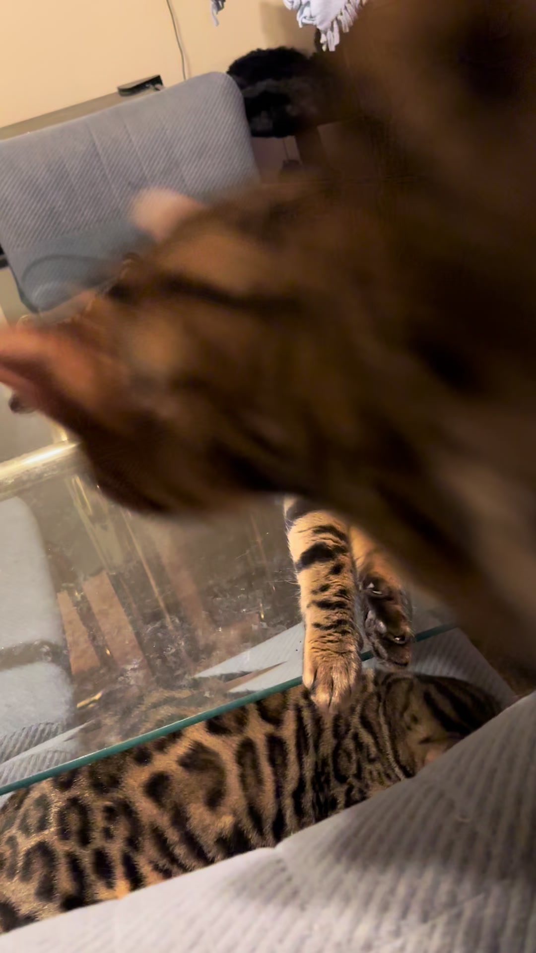 @Tiny Leopard Cats