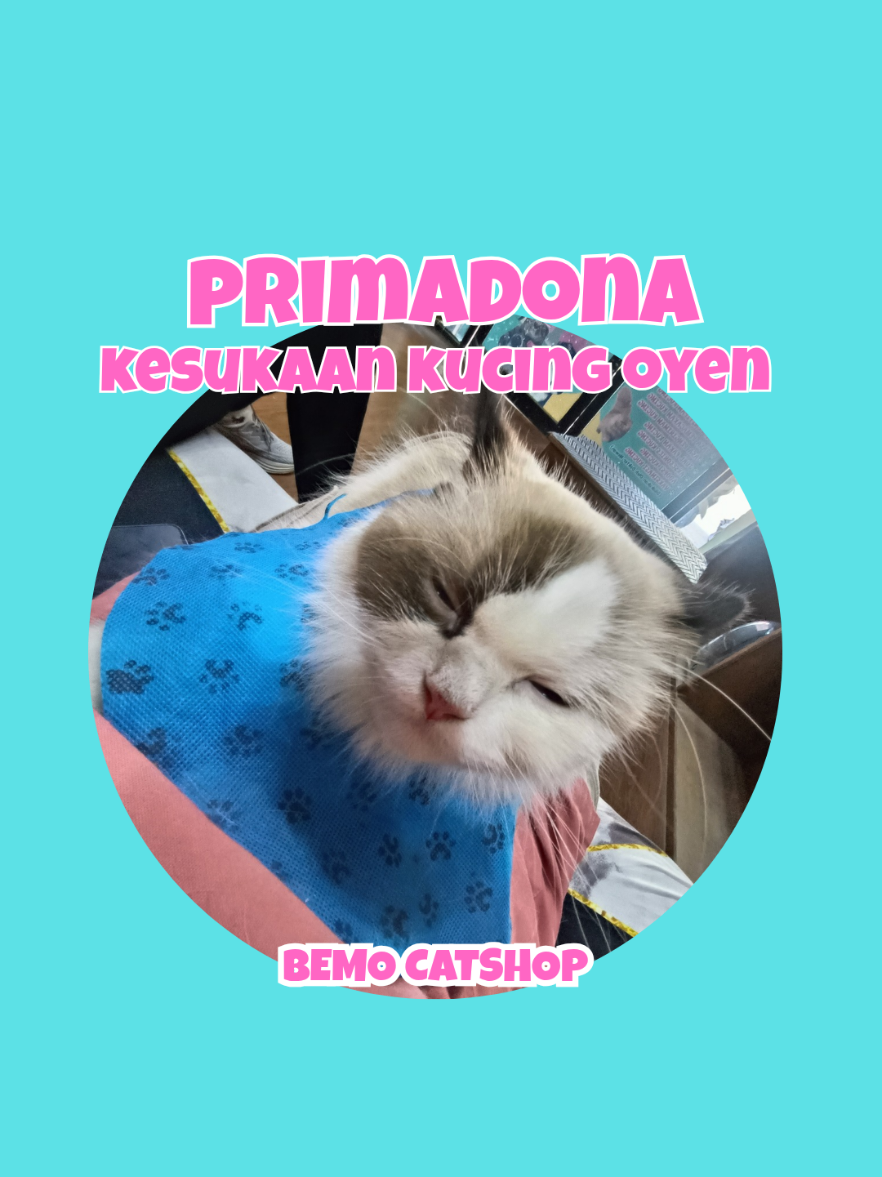 @Bemo Catshop