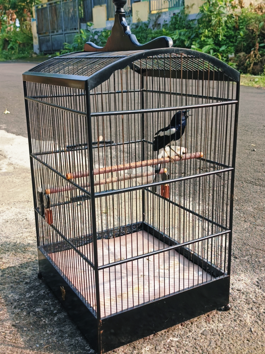 @Emperium Birds