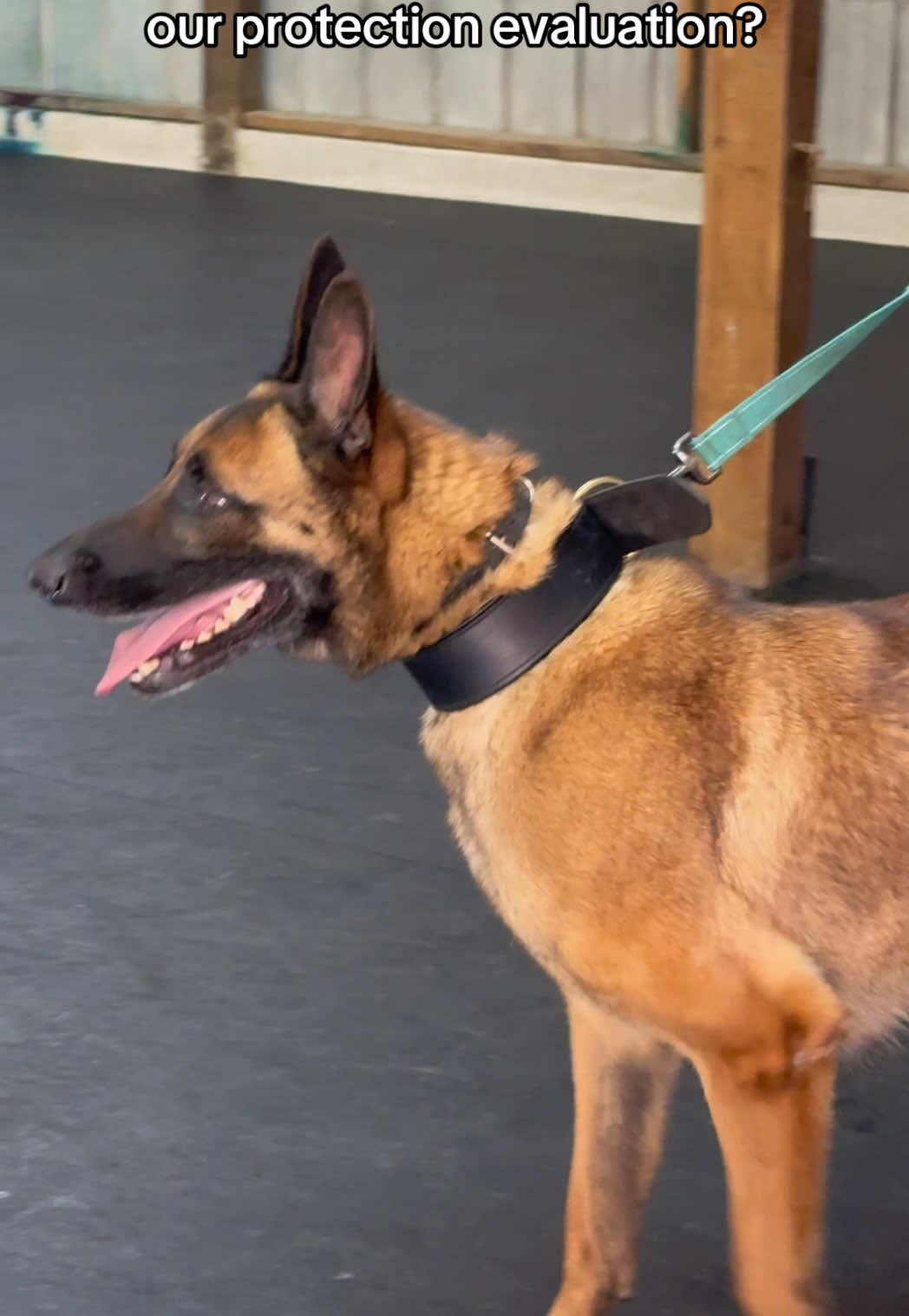 @True Guard K9 I Tara