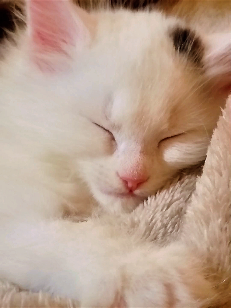 @MOTHEROFCATZ777
