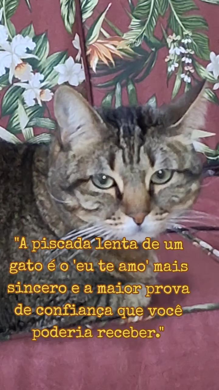 @MagdAmAnimais😾🐶🕊🐅🐍🐢🦜