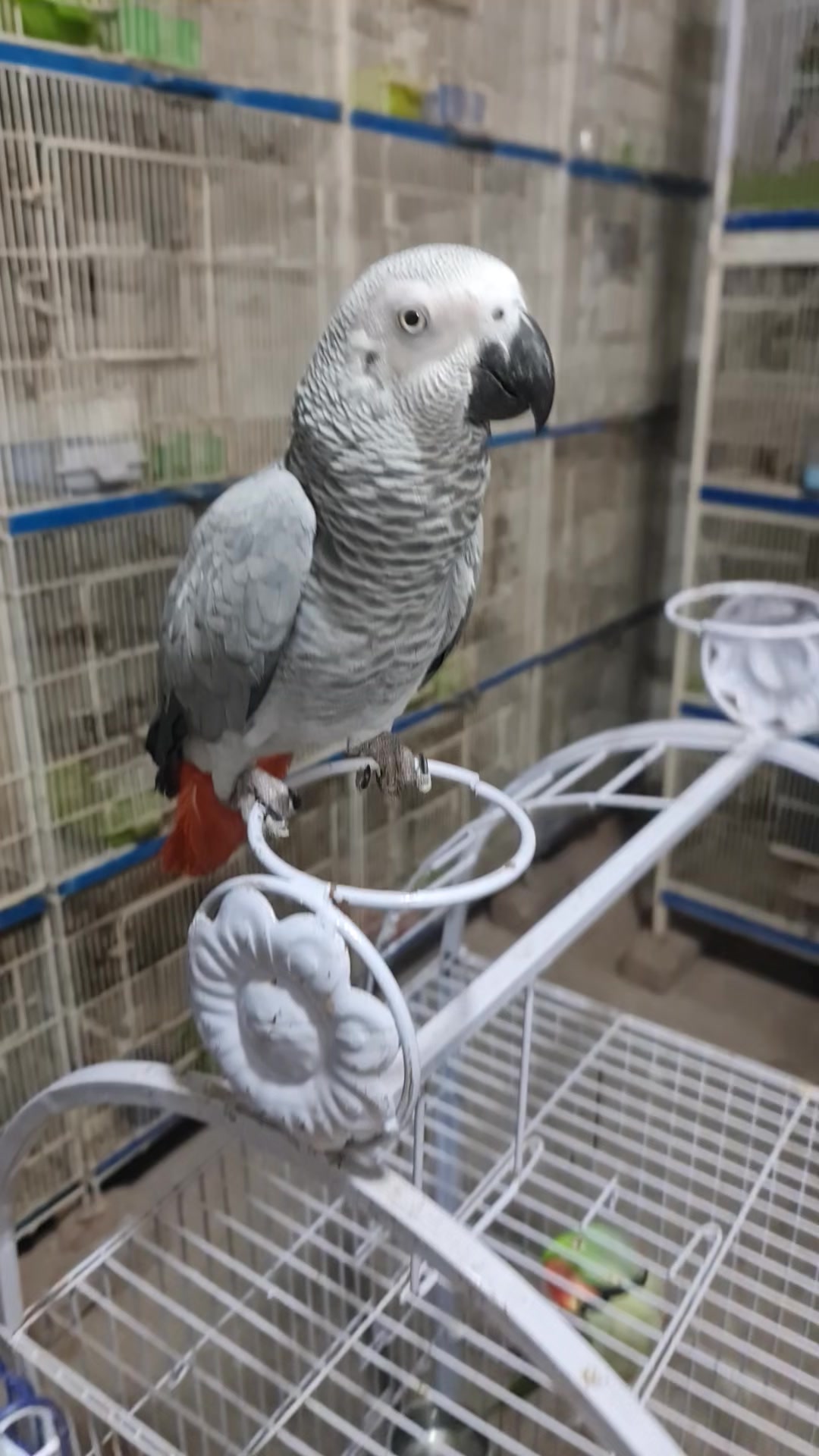 @ROYAL BIRD US