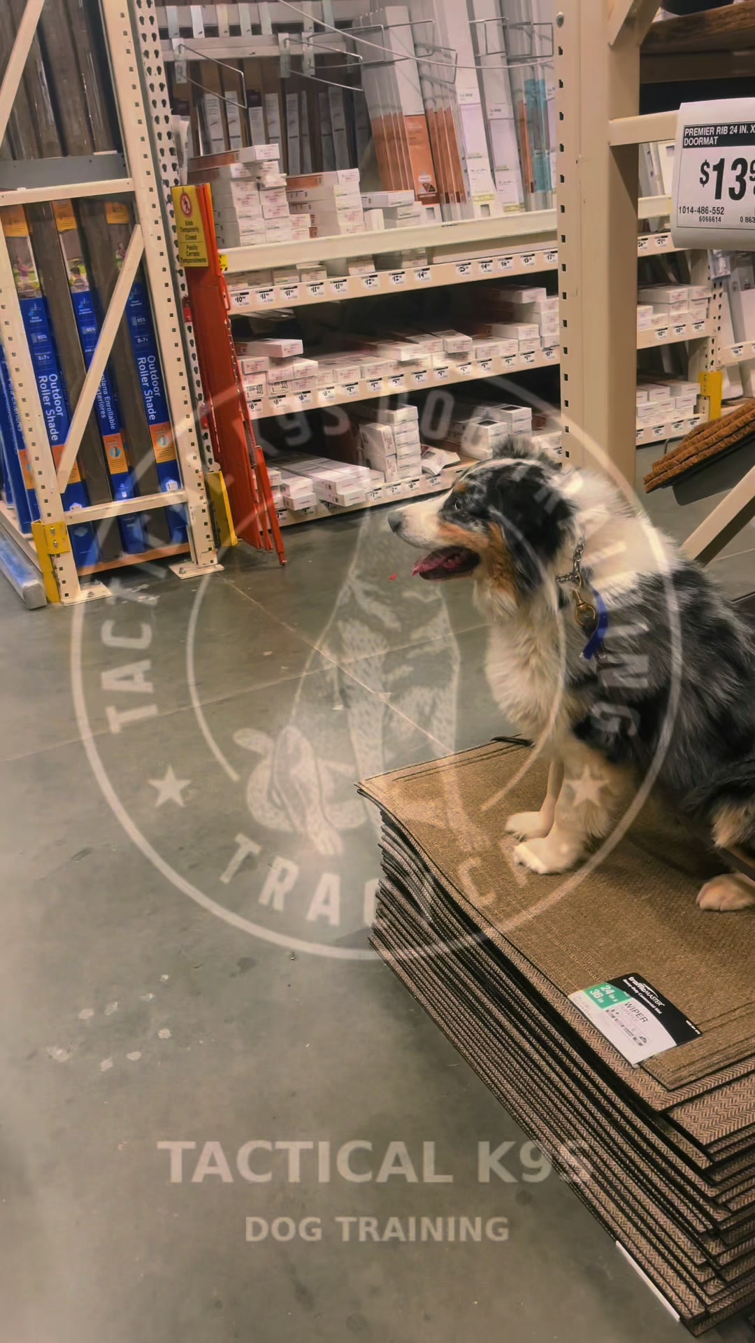@Tactical K9s Dog Training