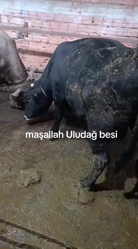 @israfil162525