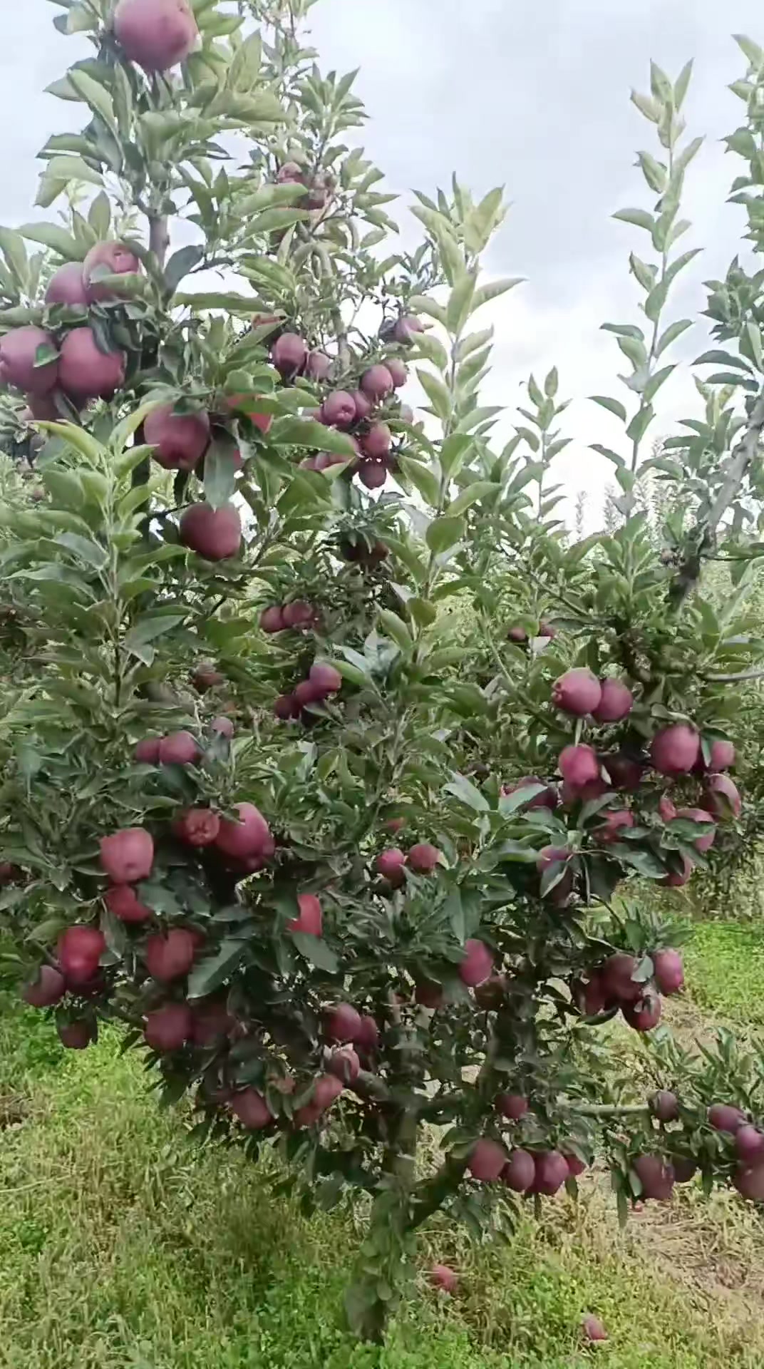 @Mustafa Kahveci