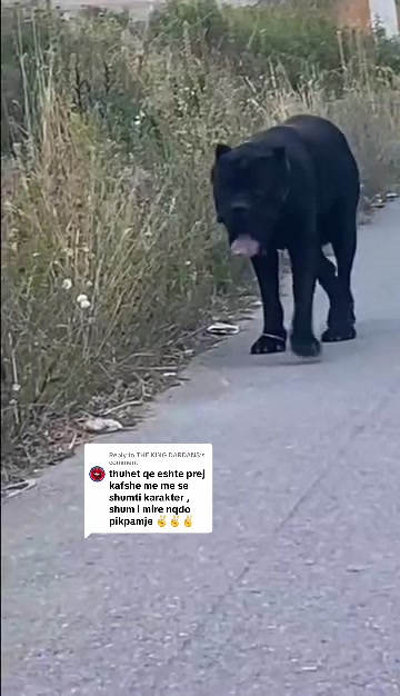 @AlbaniaCaneCorso Kennel