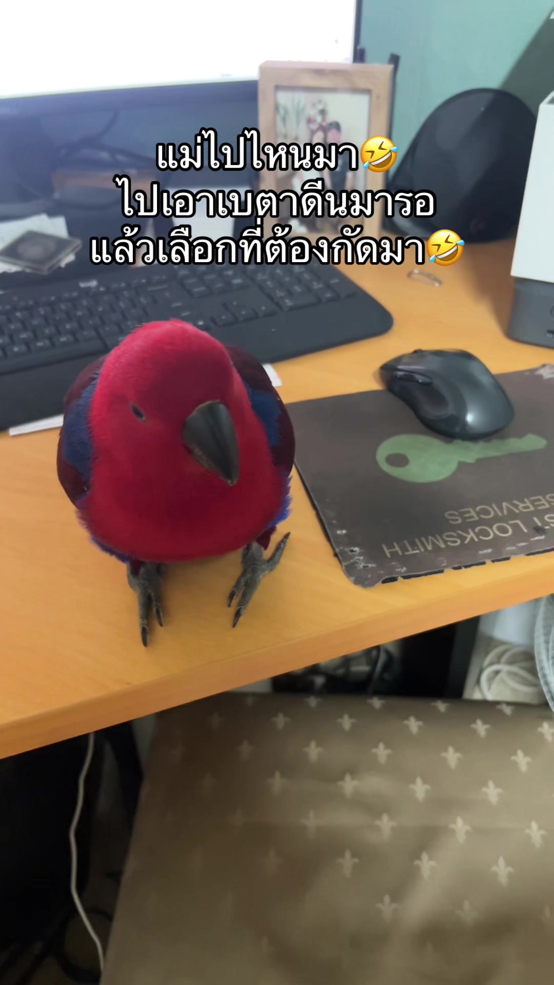 @Female parrot🥰👫🦜