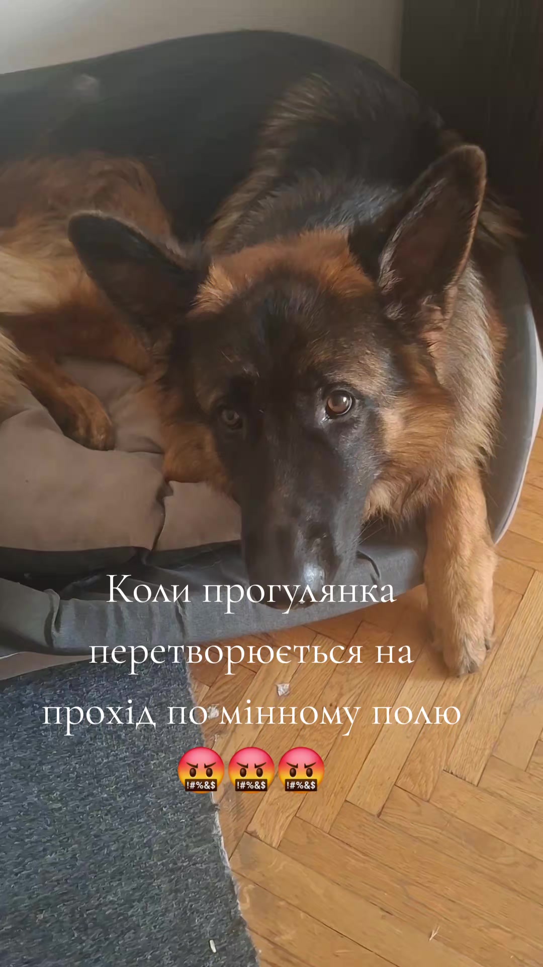 @МАТЬ ДРАКОНІВ🤣