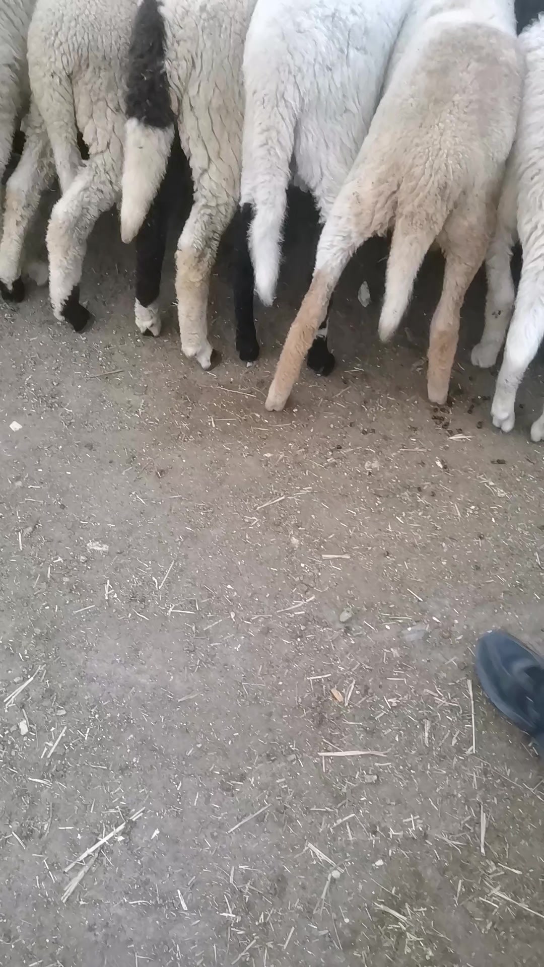 @&Eacute;uchi R&acirc;b&igrave;&icirc;