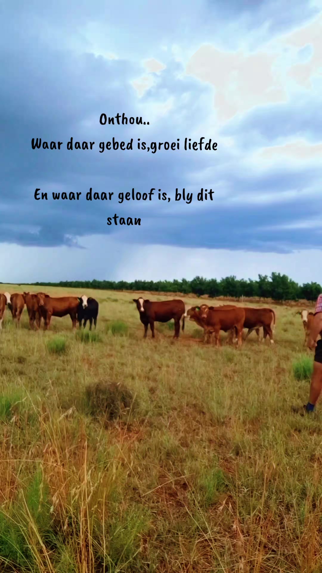 @Bees Strydom