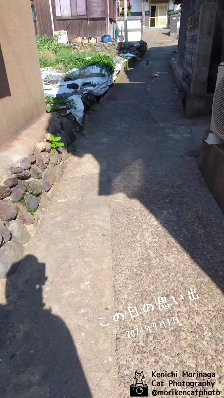@猫写真家 森永健一