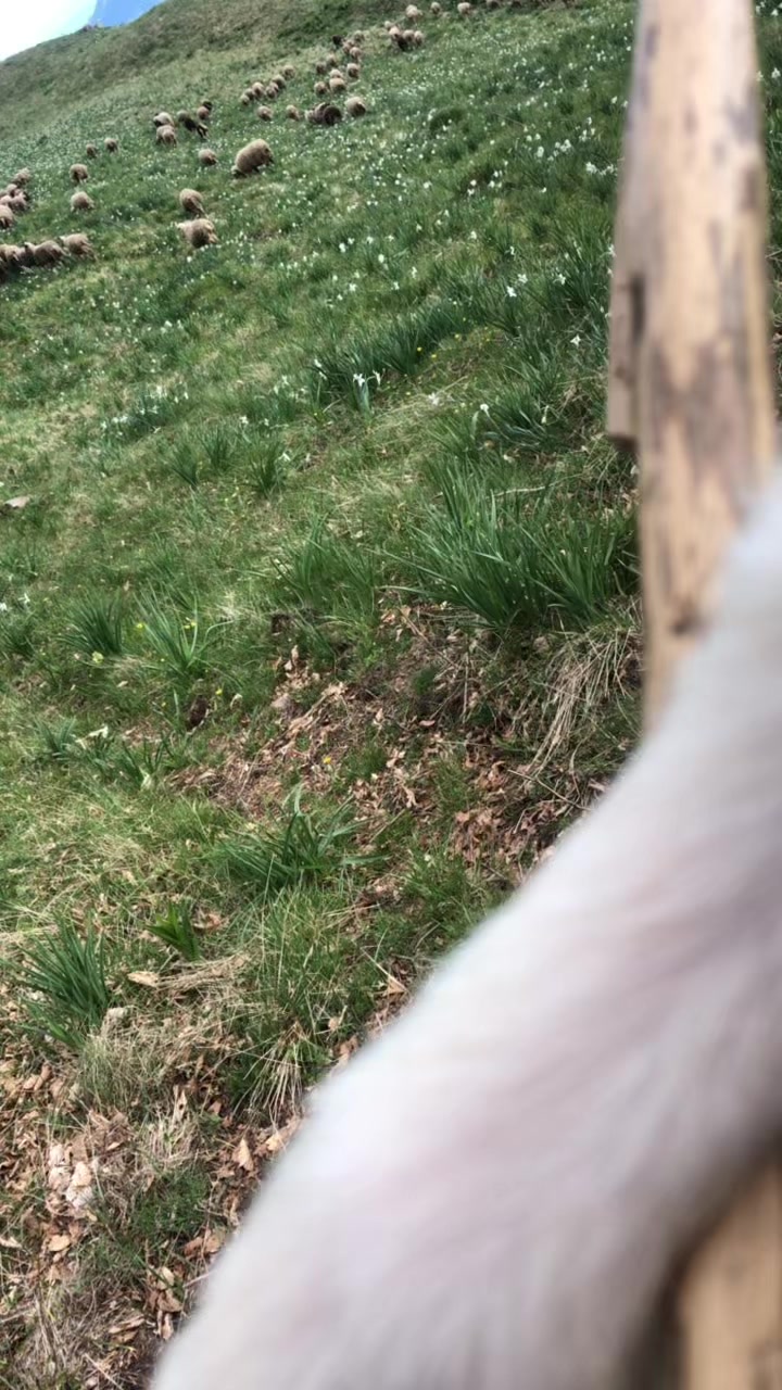 @Blektoria_Deda🐑🐑