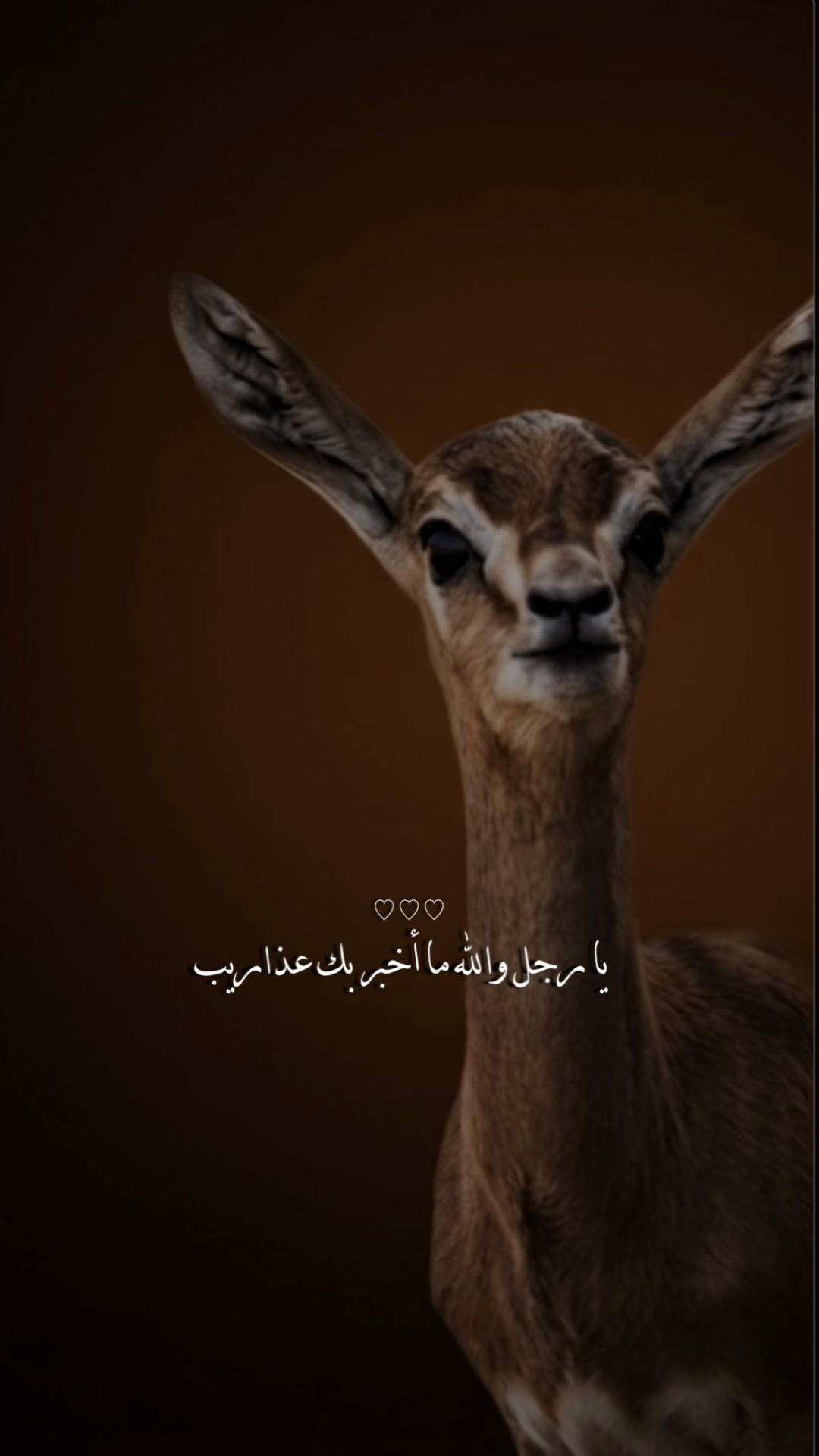 @﮼غزال🦌