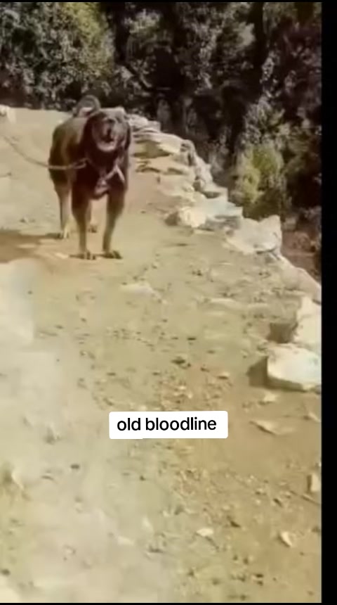 @Kashmiri_Bakrwal_Dog