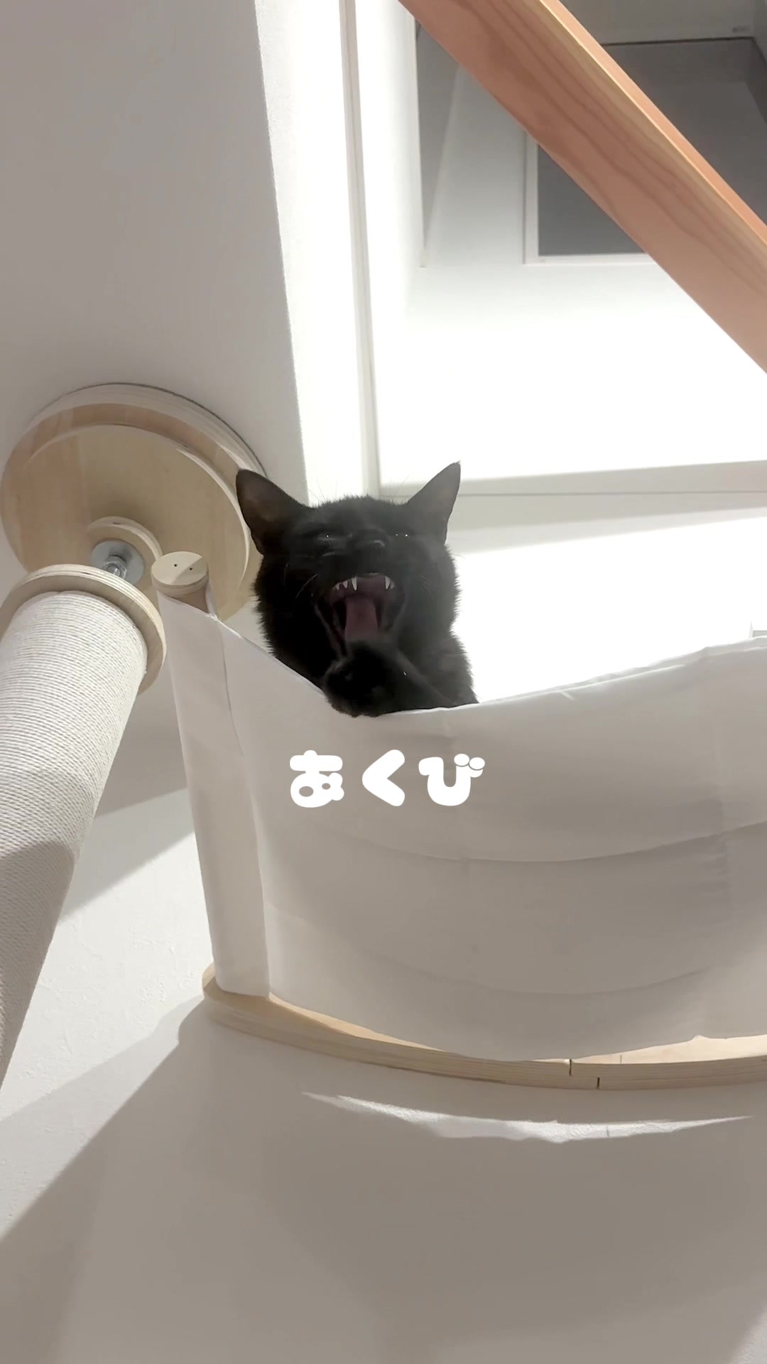 @飼い主とネコたち