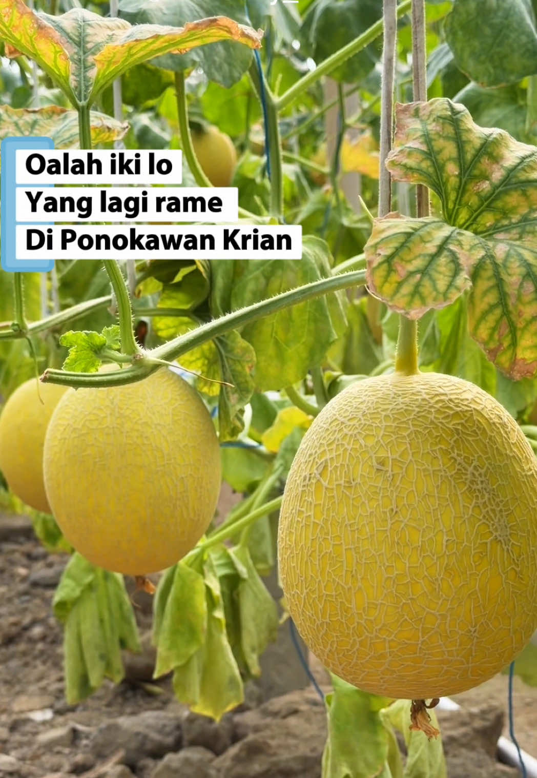 @Fooddiary_ihn