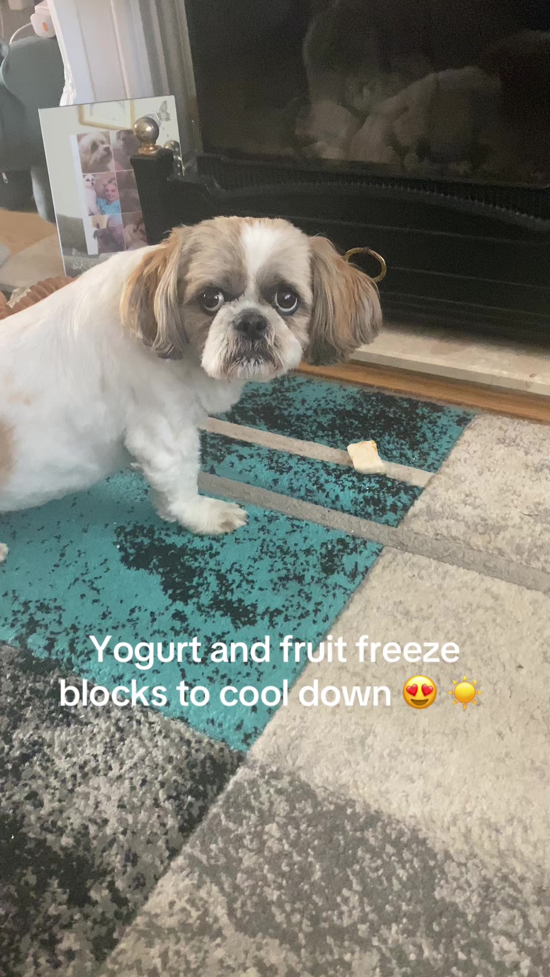 @Dotty and Daisy Shihtzu