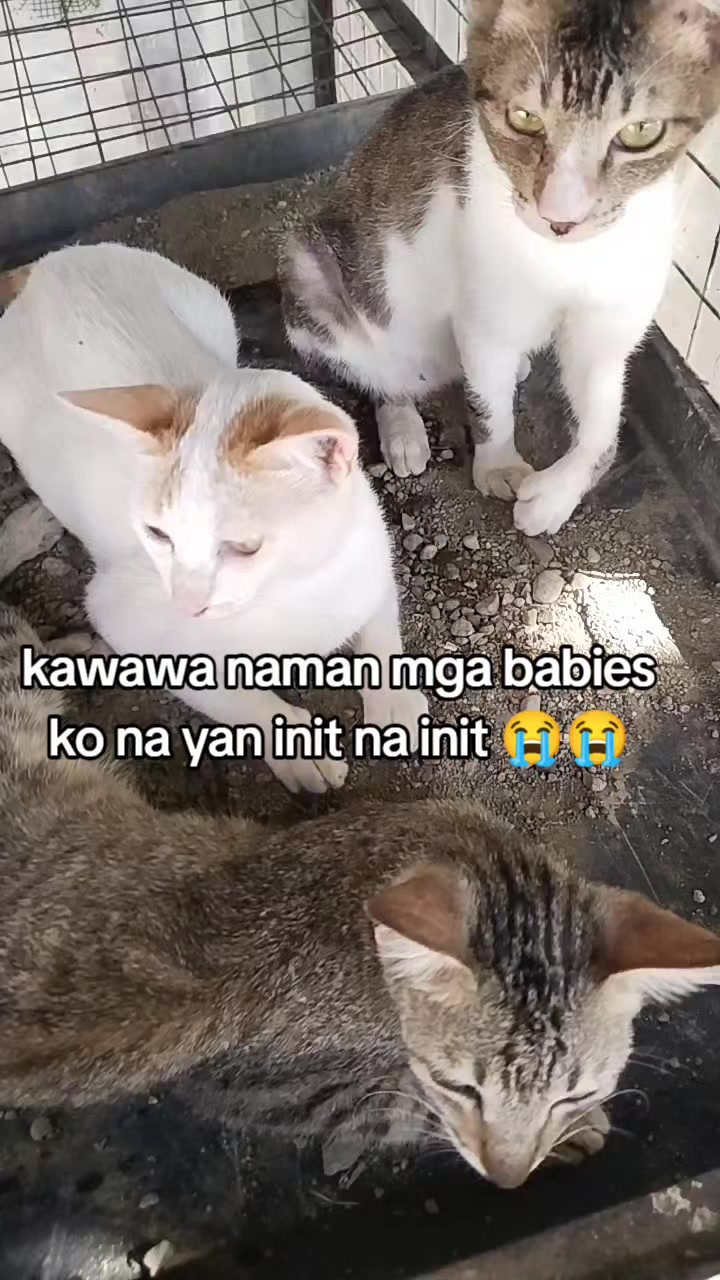 @BOSS MADAM HANNAH