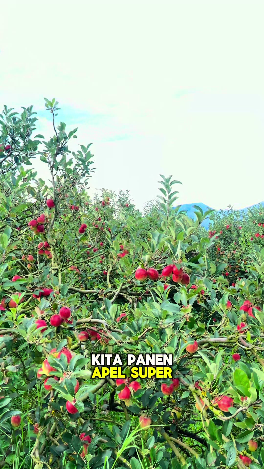 @Kebun8