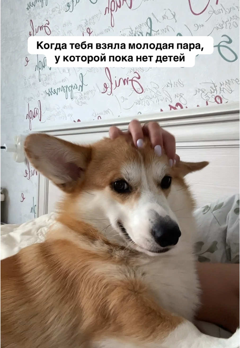 @corgimom.alntz