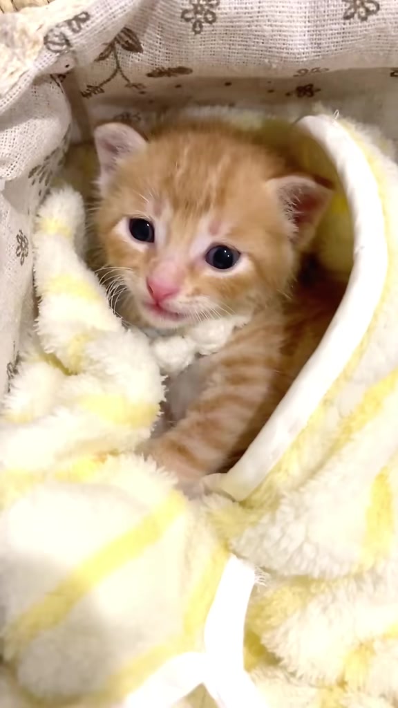 @catbosssss