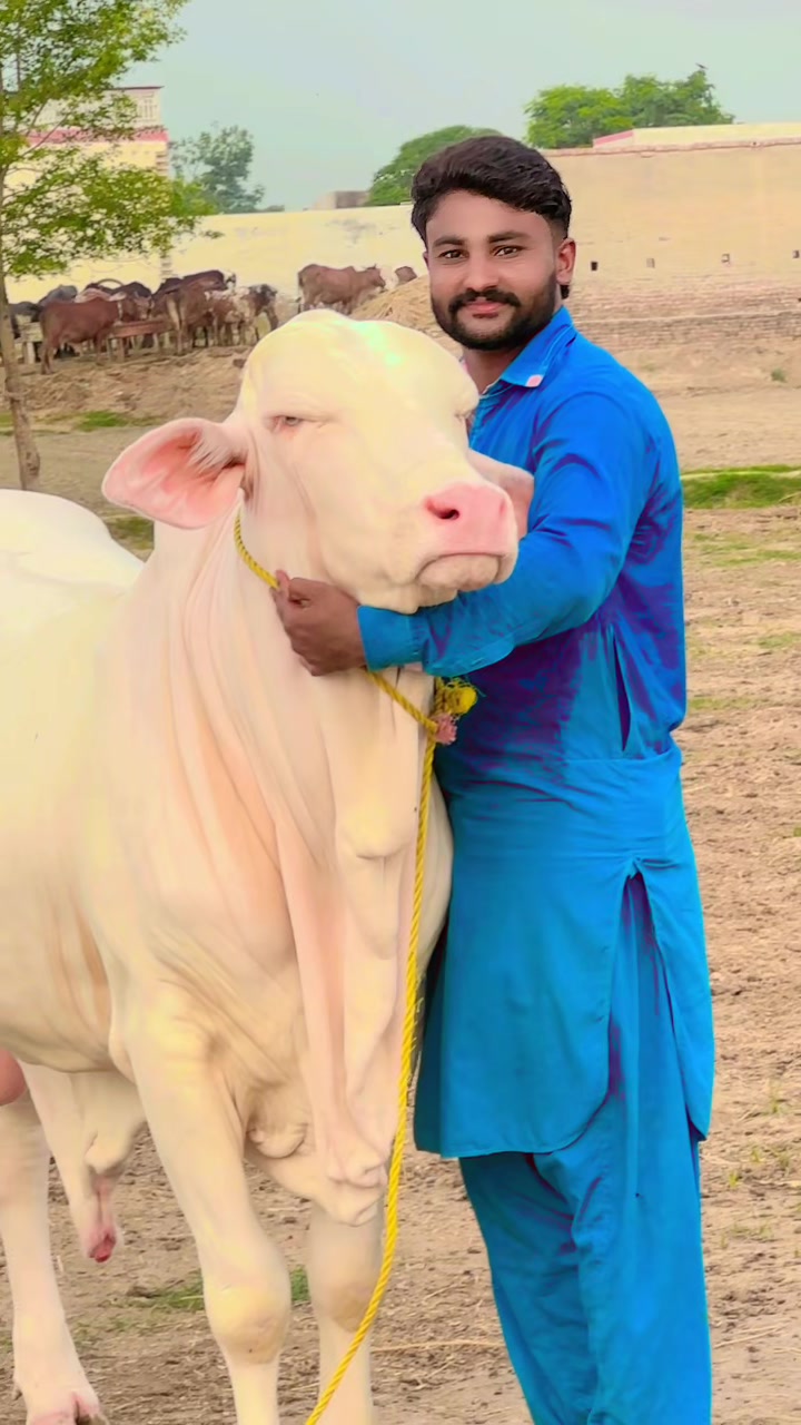 @Raza cattle farm 786