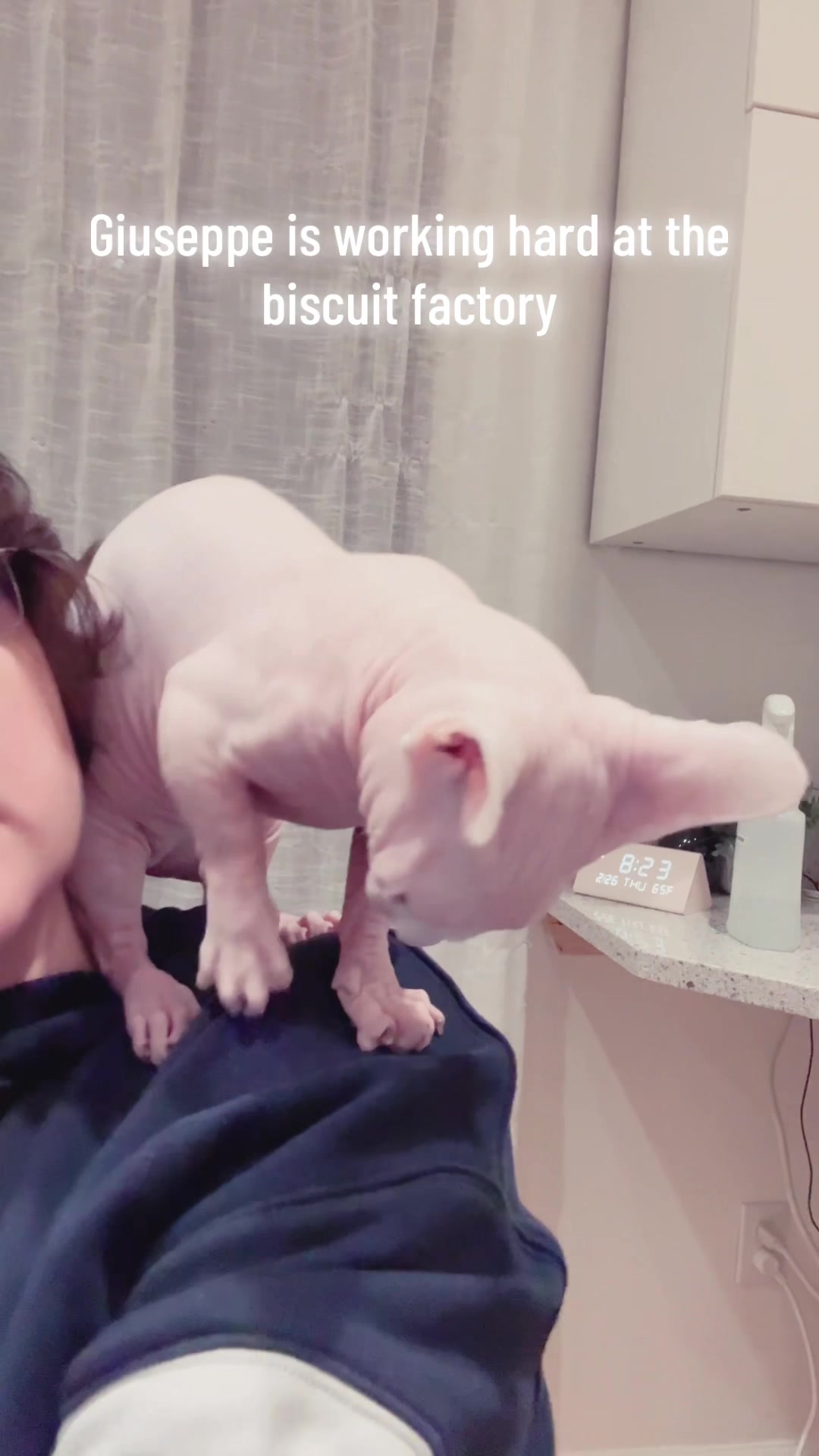 @Boba&rsquo;s Buds Minskin Cats