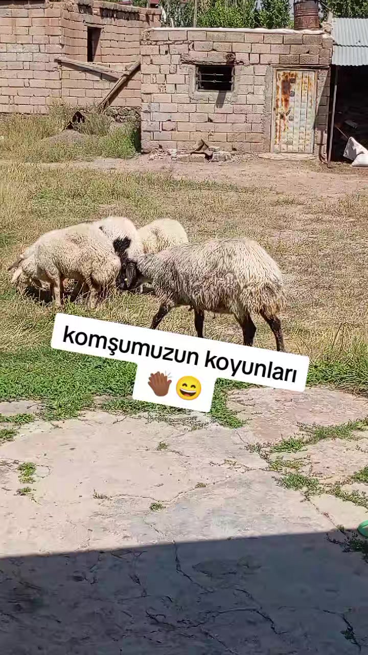 @bazidli adem04