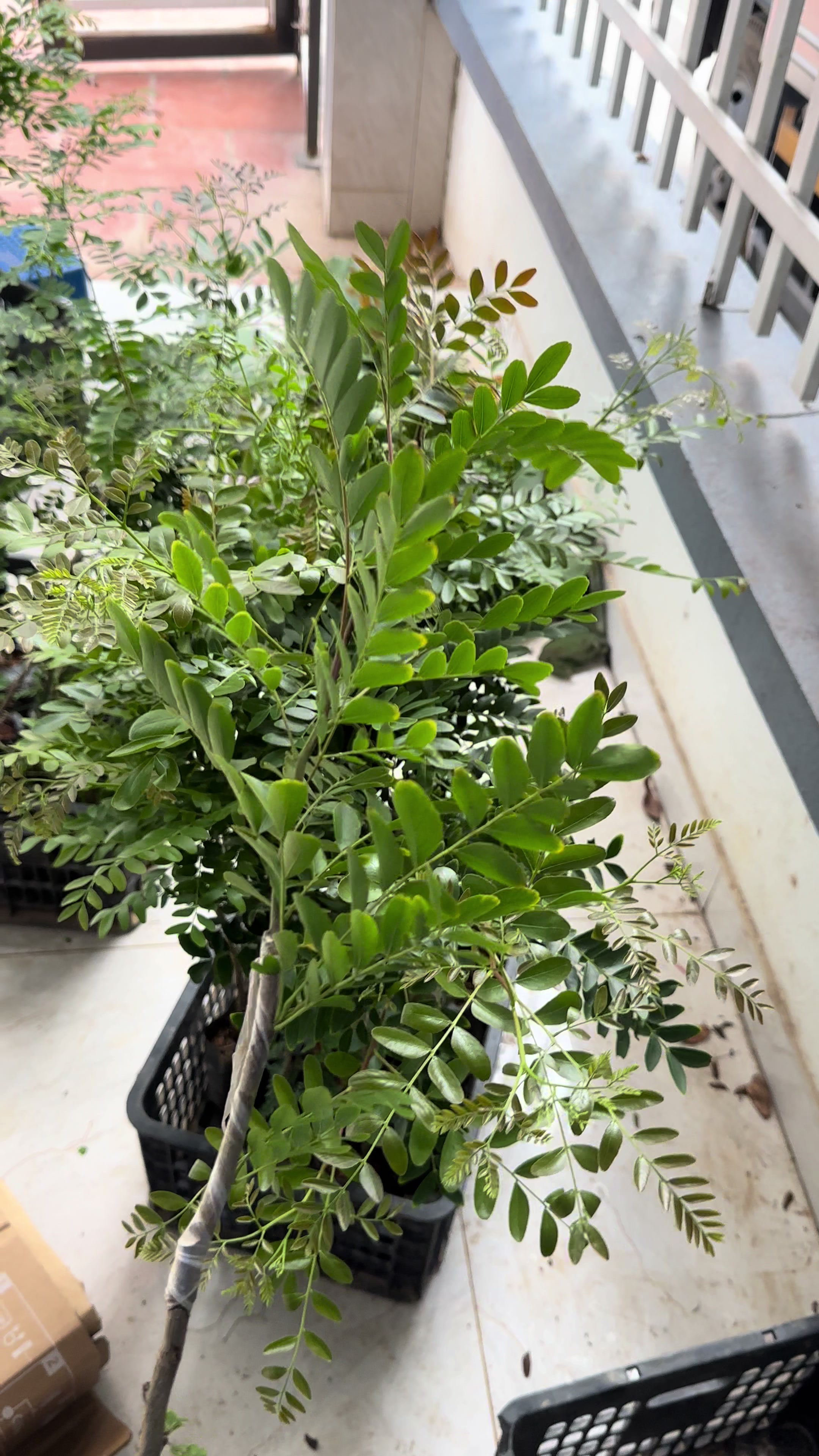 @Nh&agrave; Vườn Vũ Mai