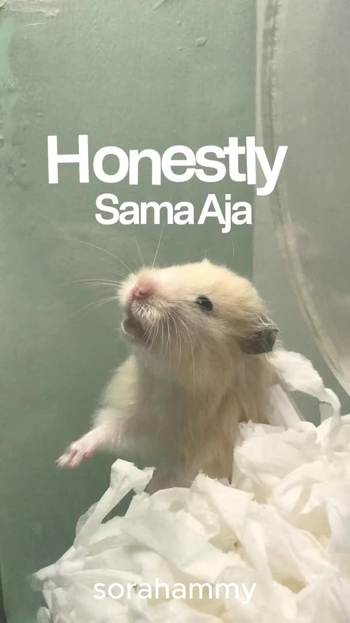 @SoraHammy